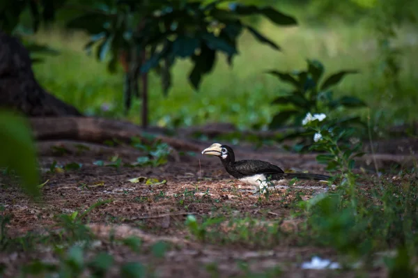 Orientaliska svartvit hornbill, Thailand — Stockfoto