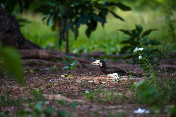 Orientaliska svartvit hornbill, Thailand — Stockfoto