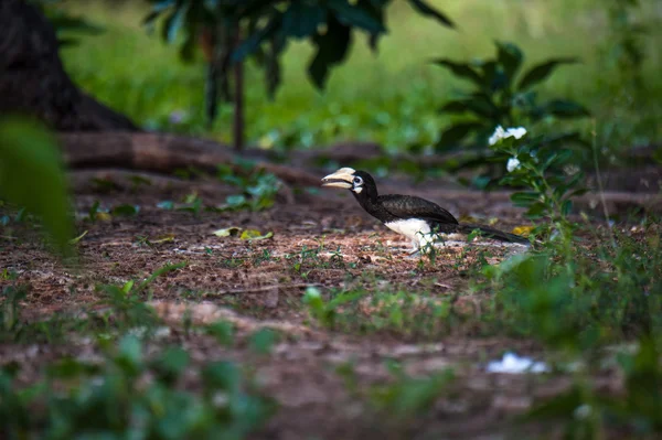 Hornbill pied oriental, Tailândia — Fotografia de Stock