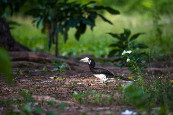 Oosterse bonte neushoornvogel, Thailand — Stockfoto