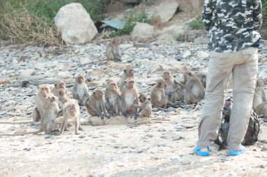 Uzun kuyruklu makak kum plaj, Tayland