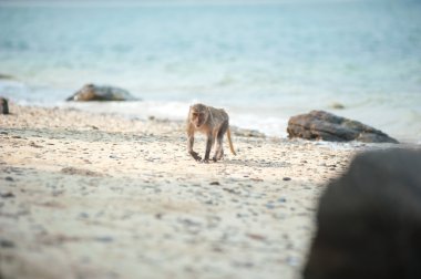 Uzun kuyruklu makak kum plaj, Tayland