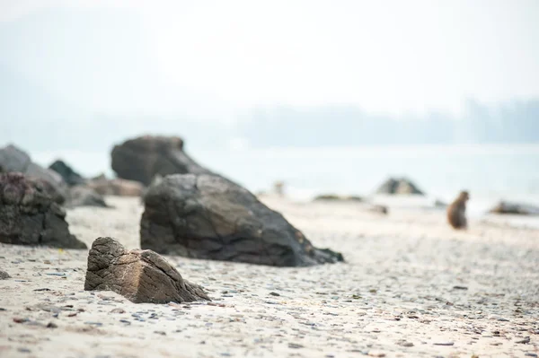 Uzun kuyruklu makak kum plaj, Tayland — Stok fotoğraf