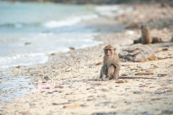 Macaco de cola larga en la playa de arena, Tailandia — Foto de Stock