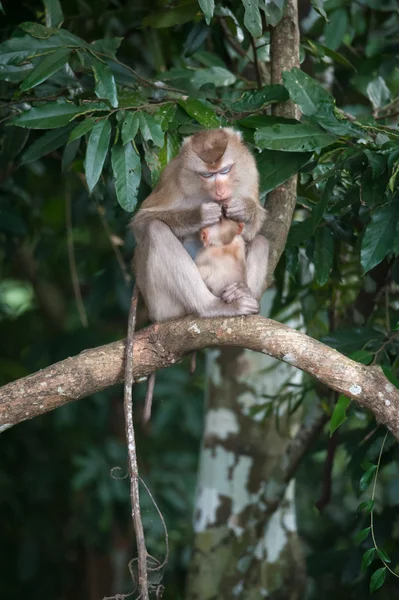 Monos revisando pulgas y garrapatas en valla de hormigón en el parque — Foto de Stock