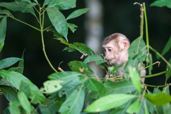 Macaco bebé mono en el bosque natural, animal en la naturaleza — Foto de Stock
