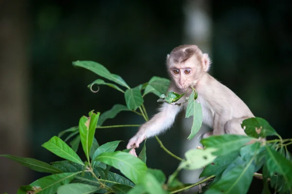 Macaco bebé mono en el bosque natural, animal en la naturaleza — Foto de Stock
