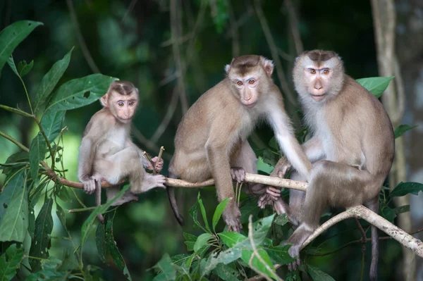 Monos revisando pulgas y garrapatas en valla de hormigón en el parque — Foto de Stock