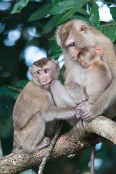 Maymunlar tarihinde pireler ve keneler için kontrol parkta çit beton