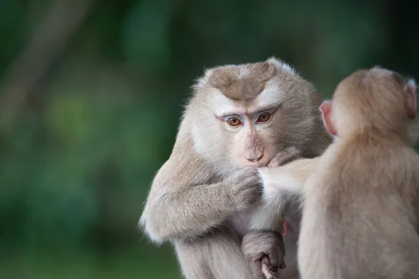Monos revisando pulgas y garrapatas en valla de hormigón en el parque — Foto de Stock