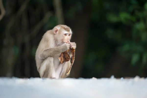 Monos revisando pulgas y garrapatas en valla de hormigón en el parque — Foto de Stock