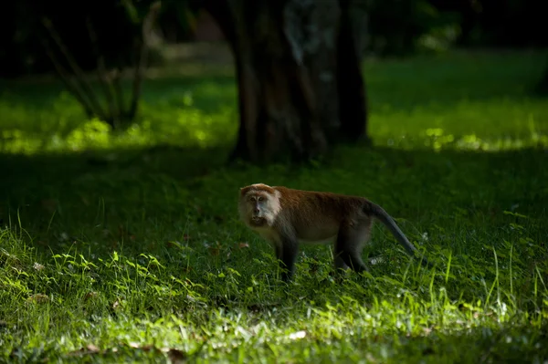 Mono en la naturaleza, mamífero de Tailandia — Foto de Stock