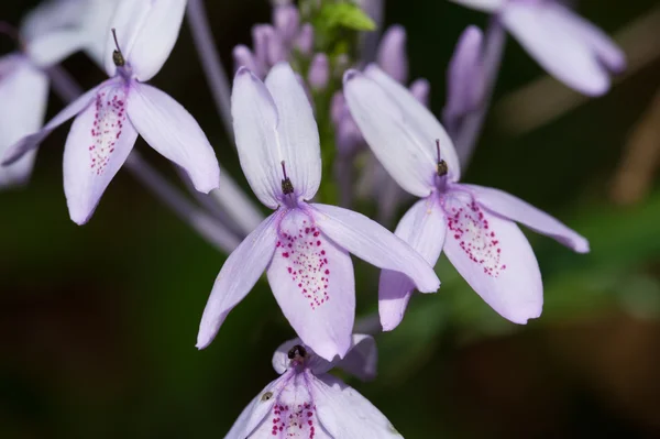 Violet forest flower — Stock Photo, Image