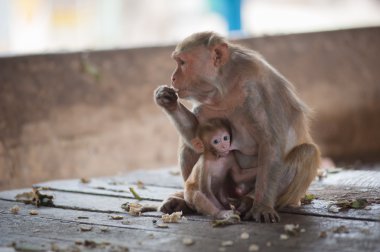 Maymunlar tarihinde pireler ve keneler için kontrol çit beton