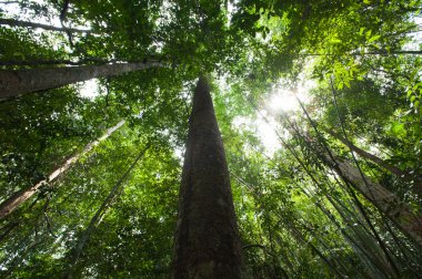 yağmur ormanı ağaçlar Tayland