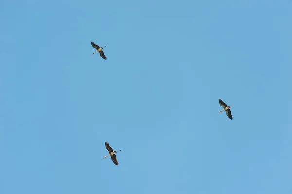 Großer Vogel fliegt in den Himmel. — Stockfoto