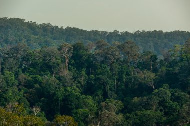 Ormanları, Tayland manzara Dağları ile kaplı