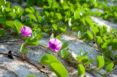 Ipomoea pes-caprae çiçek