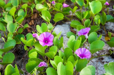 Ipomoea pes-caprae çiçek