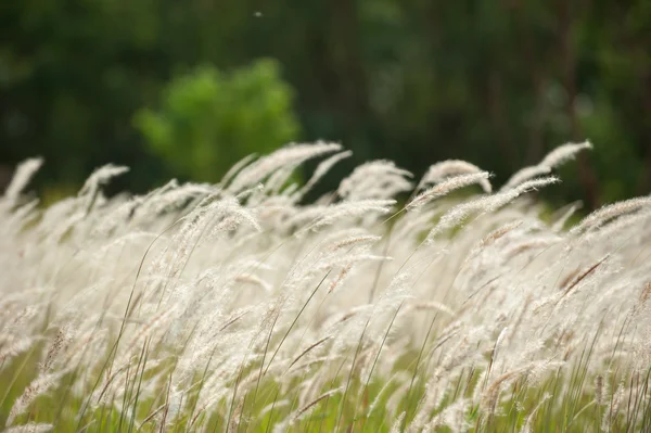 Imperata cylindrica Beauv, Paisagem de campo de grama na natureza — Fotografia de Stock