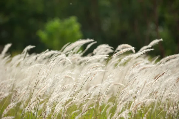 Imperata cylindrica Beauv, šířku pole trávy v přírodě — Stock fotografie