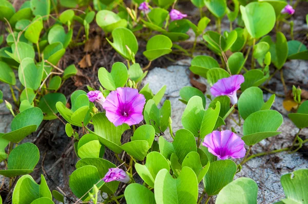 Ipomoea pes-caprae flower — Stock Photo, Image