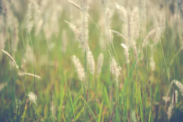 チガヤ ヨモギ、自然の中の草フィールド風景 — ストック写真