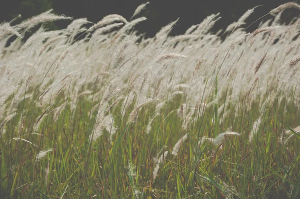 Imperata cylindrica Beauv, Paysage de champ d'herbe dans la nature — Photo