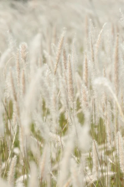 Imperata cylindrica Beauv, šířku pole trávy v přírodě — Stock fotografie