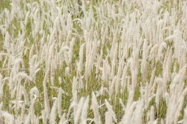 Imperata cylindrica Beauv, Paisagem de campo de grama na natureza — Fotografia de Stock