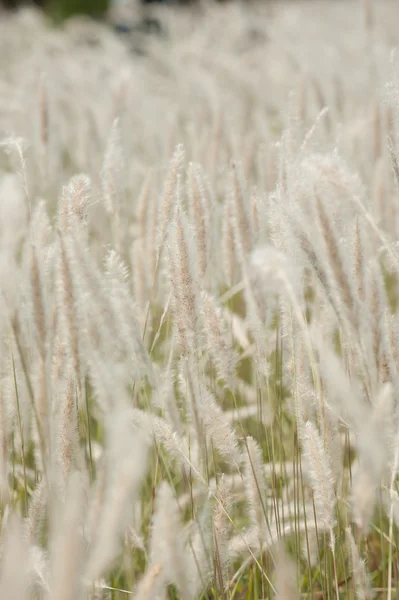 Imperata cylindrica Beauv, šířku pole trávy v přírodě — Stock fotografie