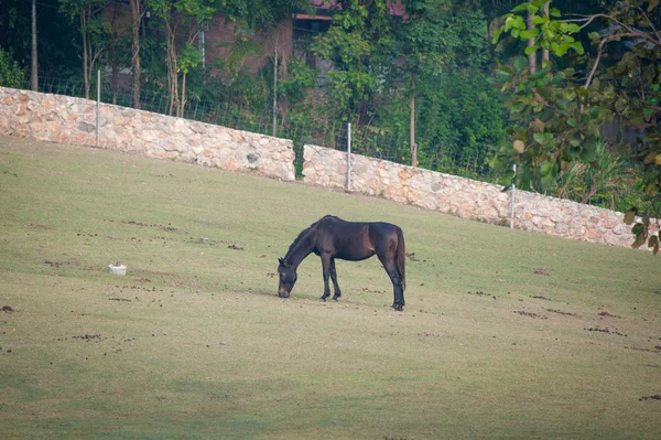 Caballos en la granja — Foto de Stock