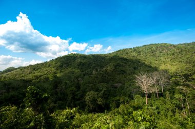 Herdem yeşil orman, Khao Yai Milli Parkı Tayland tepe
