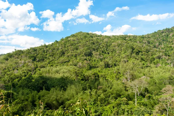 Herdem yeşil orman, Khao Yai Milli Parkı Tayland tepe — Stok fotoğraf