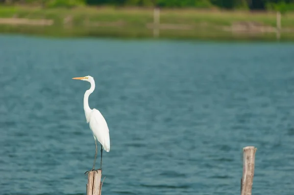 Grande Egret Branco — Fotografia de Stock