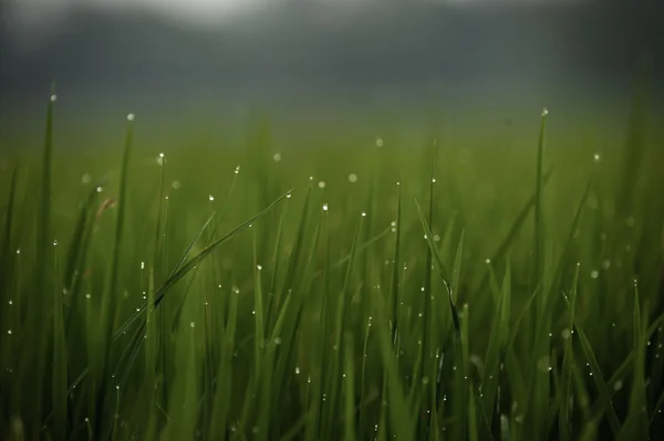 Grass. Fresh green spring grass with dew drops closeup.Soft Focus. Abstract Nature Background — Stock Photo, Image