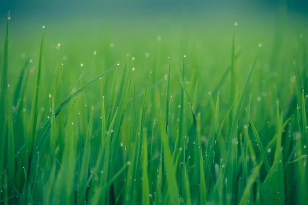 草。新鮮な緑の春草露滴クローズ アップでします。ソフト フォーカス。抽象的な性質の背景 — ストック写真