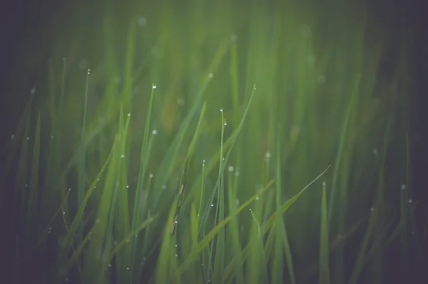 Gras. frisches grünes Frühlingsgras mit Tautropfen close eup.soft focus. abstrakte Natur Hintergrund — Stockfoto