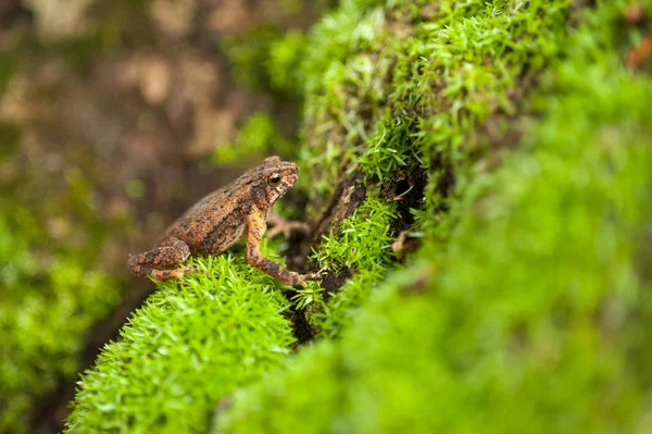Βάτραχος στο φυσικό περιβάλλον, Ασία — Φωτογραφία Αρχείου