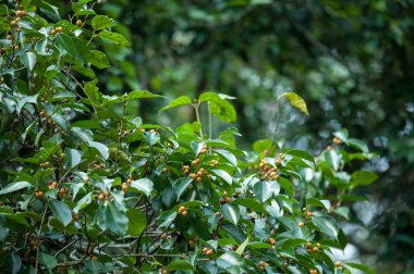 Ficus benjamina, Hint inciri ağacı meyve dalı ile.