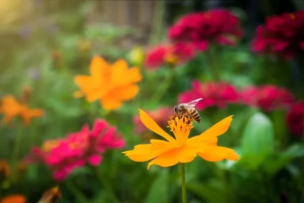 Hermoso jardín de flores de verano en el parque al aire libre —  Fotos de Stock