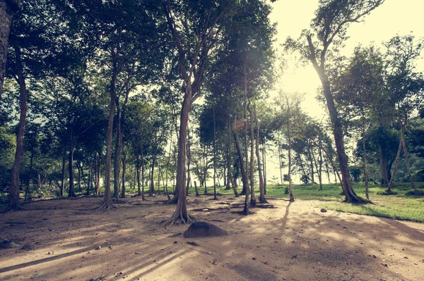 Forest trees. nature green wood sunlight backgrounds. — Stock Photo, Image