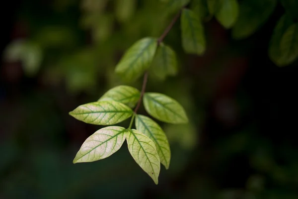 Folhas verdes fundo e foco seletivo . — Fotografia de Stock
