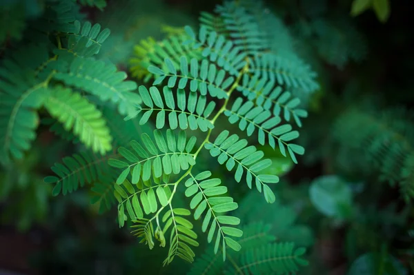 Feuilles vertes fond et mise au point sélective . — Photo