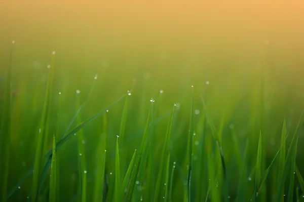 De l'herbe. Herbe fraîche de printemps vert avec gouttes de rosée fermer. Résumé Nature Contexte — Photo