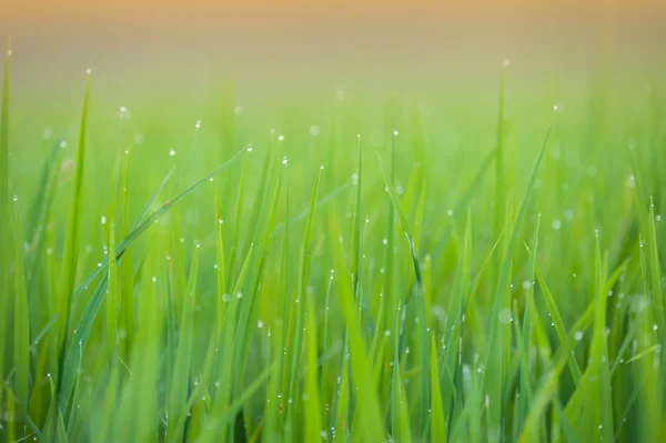 Трава. Свіжа зелена весняна трава з краплями роси крупним планом. М'який фокус. Абстрактний фон природи — стокове фото