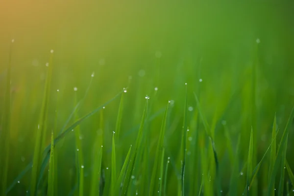 De l'herbe. Herbe fraîche de printemps vert avec gouttes de rosée fermer. Résumé Nature Contexte — Photo