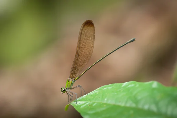 Zümrüt kızböcekleri (lestes sponsa) — Stok fotoğraf