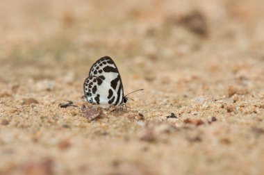 Bir close-up yere dinlenme güzellik kelebek