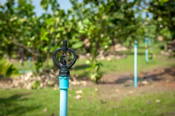 Limon grupta sulama otomatik yağmurlama sulama sistemi